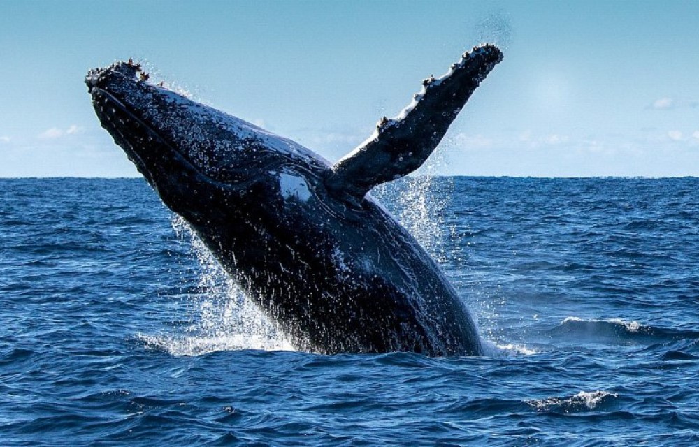 Whale Watching from Unawatuna
